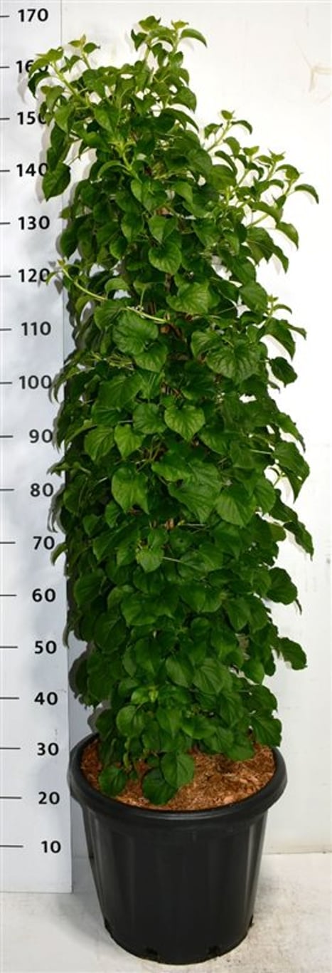 Hydrangea petiolaris - C25 160/+ CM